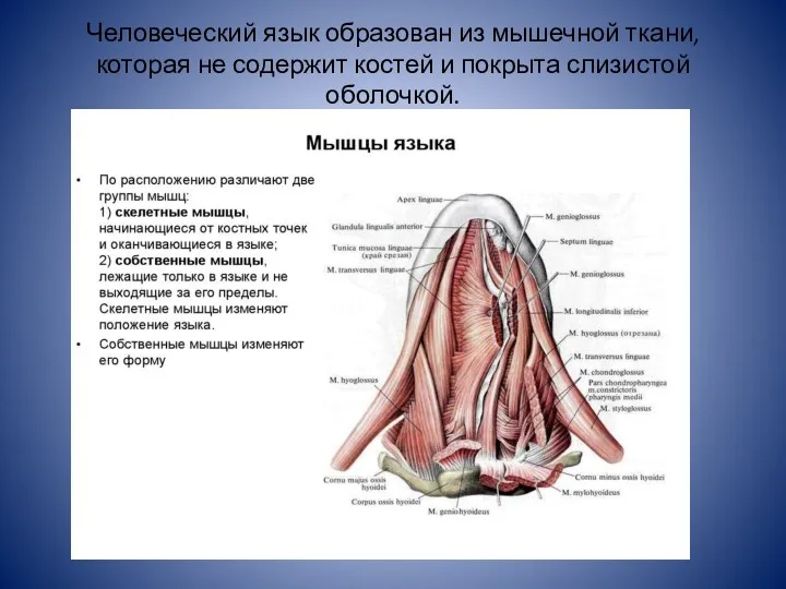 Человеческий язык образован из мышечной ткани, которая не содержит костей и покрыта слизистой оболочкой.