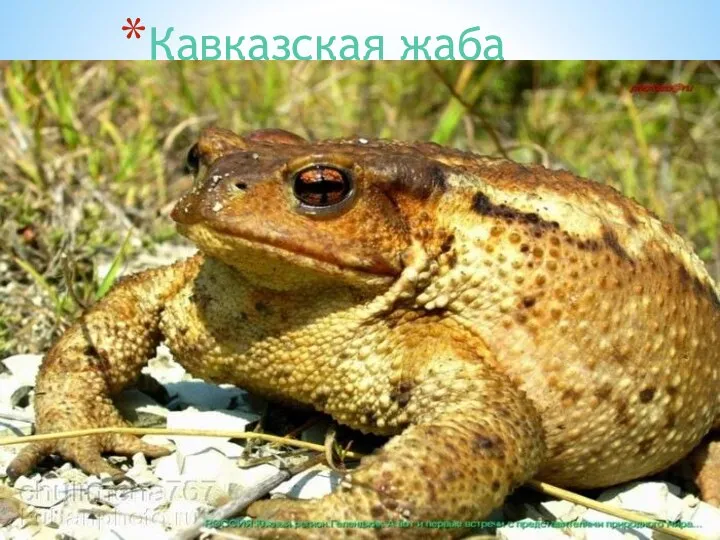 Кавказская жаба