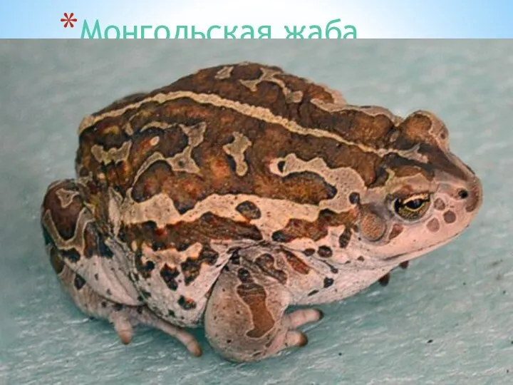 Монгольская жаба