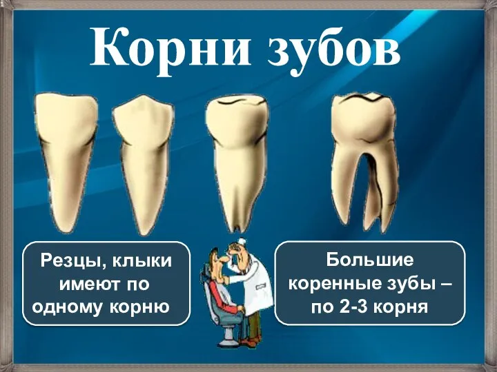 Резцы, клыки имеют по одному корню Большие коренные зубы – по 2-3 корня Корни зубов