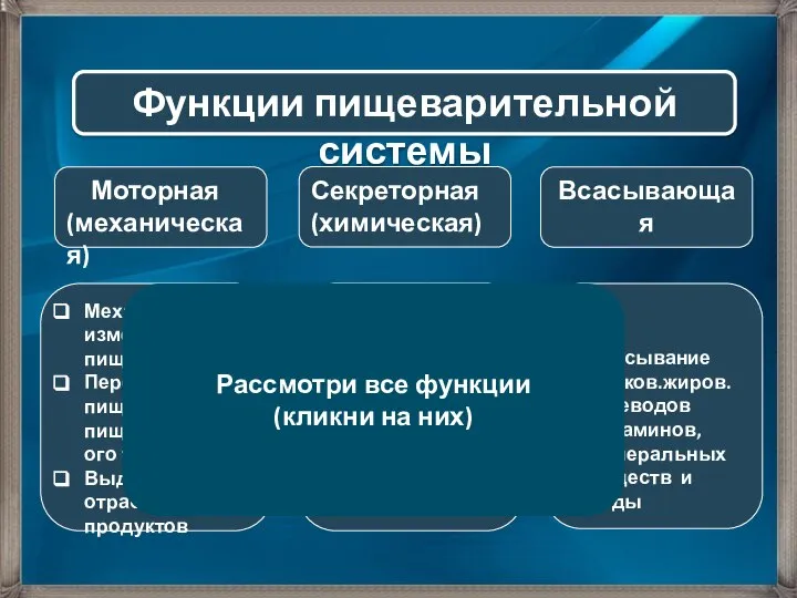 Функции пищеварительной системы Моторная (механическая) Секреторная (химическая) Всасывающая Механическое измельчение пищи Передвижение