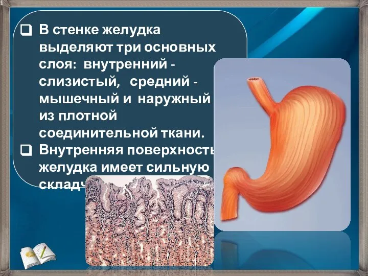 В стенке желудка выделяют три основных слоя: внутренний - слизистый, средний -