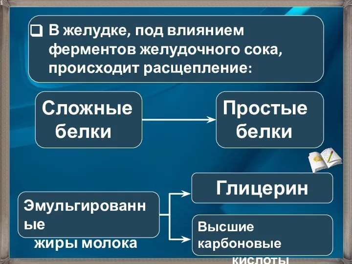 В желудке, под влиянием ферментов желудочного сока, происходит расщепление: Сложные белки Глицерин