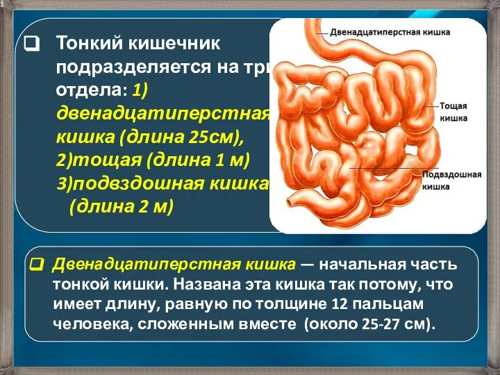 Двенадцатиперстная кишка — начальная часть тонкой кишки. Названа эта кишка так потому,