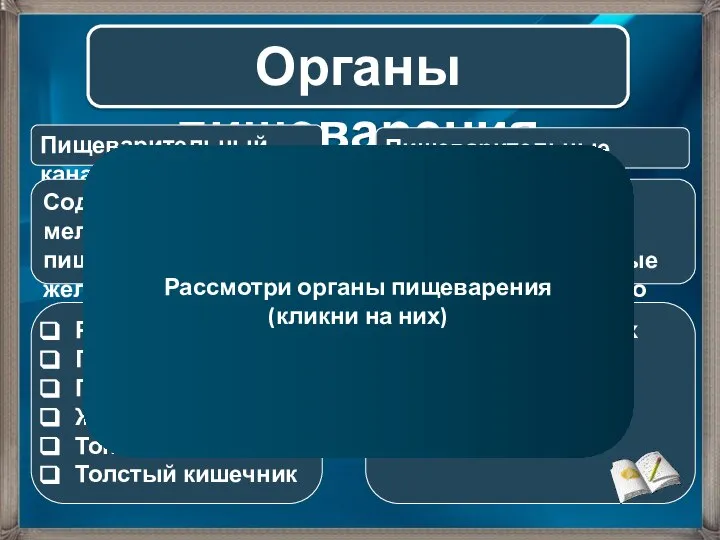 Органы пищеварения Пищеварительный канал Пищеварительные железы Содержит много мелких пищеварительных желез Крупные