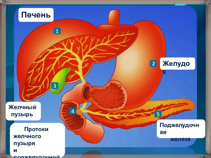 Поджелудочная железа Протоки желчного пузыря и поджелудочной железы Желчный пузырь Печень Желудок