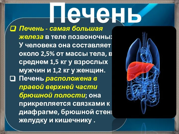 Печень - самая большая железа в теле позвоночных. У человека она составляет