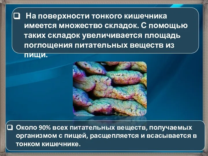 На поверхности тонкого кишечника имеется множество складок. С помощью таких складок увеличивается