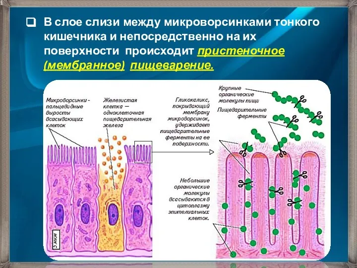 В слое слизи между микроворсинками тонкого кишечника и непосредственно на их поверхности происходит пристеночное (мембранное) пищеварение.