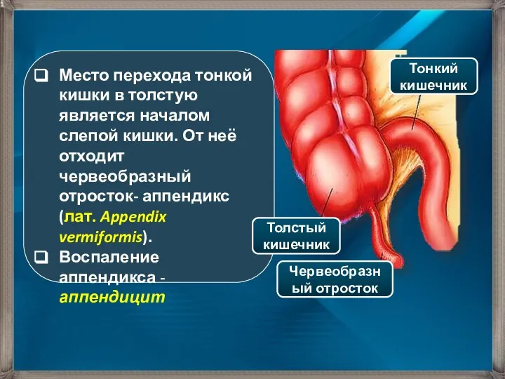 Место перехода тонкой кишки в толстую является началом слепой кишки. От неё