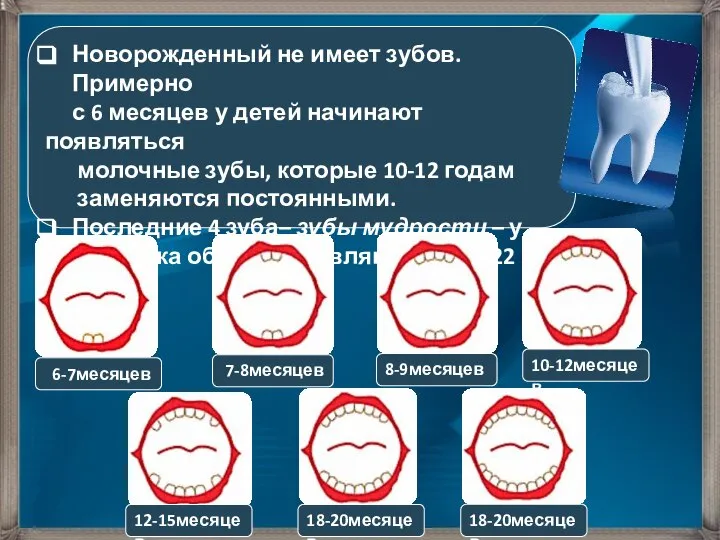 Новорожденный не имеет зубов. Примерно с 6 месяцев у детей начинают появляться