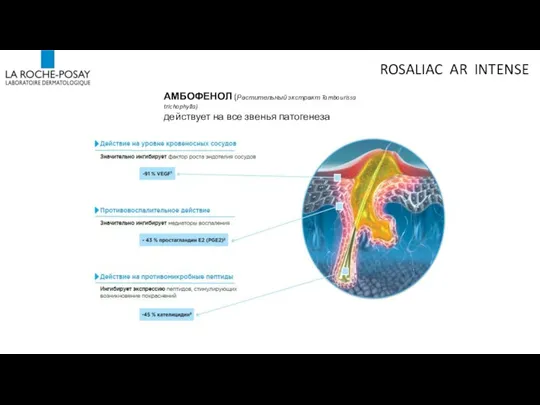 АМБОФЕНОЛ (Растительный экстракт Tambourissa trichophylla) действует на все звенья патогенеза ROSALIAC AR INTENSE
