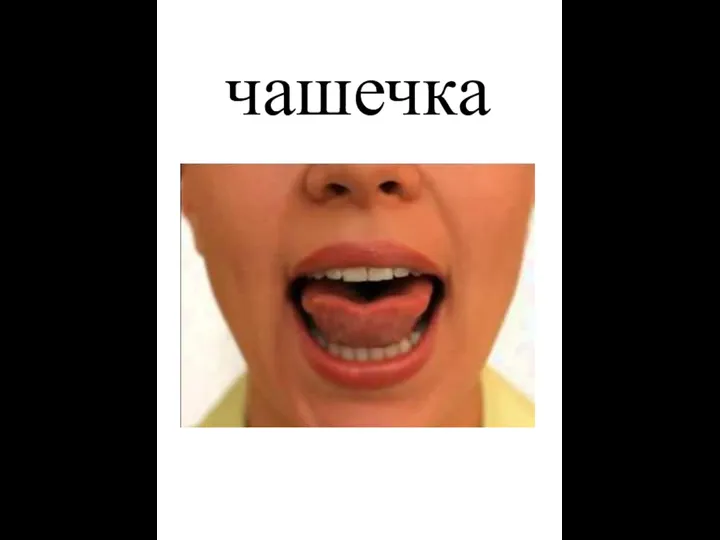 чашечка