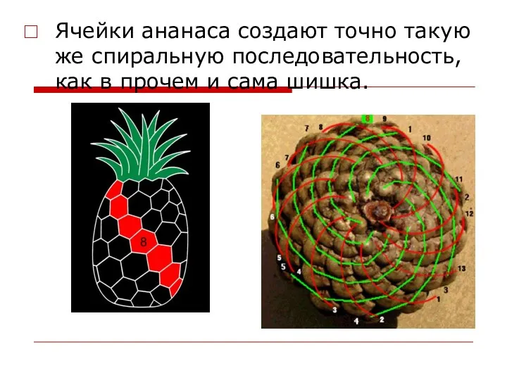 Ячейки ананаса создают точно такую же спиральную последовательность, как в прочем и сама шишка.