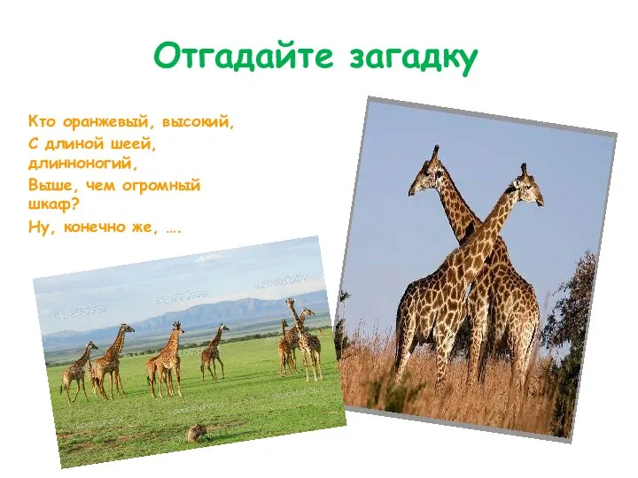 Отгадайте загадку Кто оранжевый, высокий, С длиной шеей, длинноногий, Выше, чем огромный