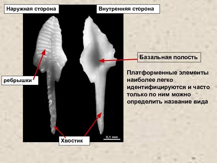 Базальная полость Хвостик ребрышки Наружная сторона Внутренняя сторона Платформенные элементы наиболее легко