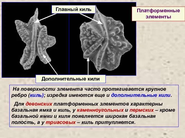 На поверхности элемента часто протягивается крупное ребро (киль); изредка имеются еще и