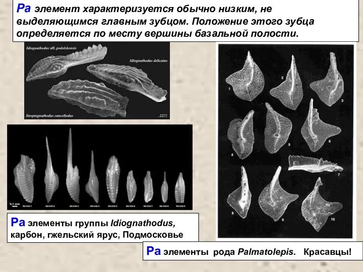 Ра элементы группы Idiognathodus, карбон, гжельский ярус, Подмосковье Pa элемент характеризуется обычно