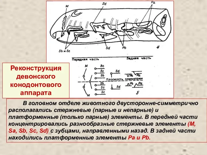 Реконструкция девонского конодонтового аппарата В головном отделе животного двусторонне-симметрично располагались стержневые (парные