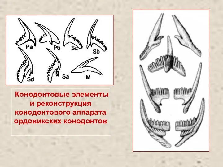 Конодонтовые элементы и реконструкция конодонтового аппарата ордовикских конодонтов