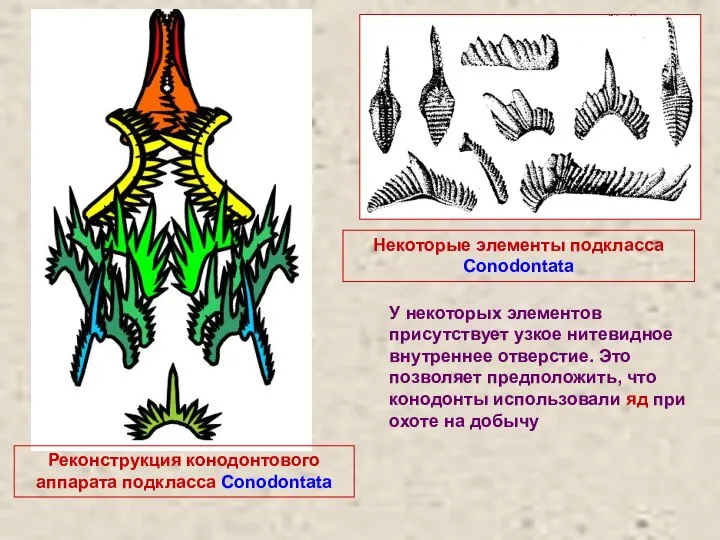 Реконструкция конодонтового аппарата подкласса Conodontata Некоторые элементы подкласса Conodontata У некоторых элементов