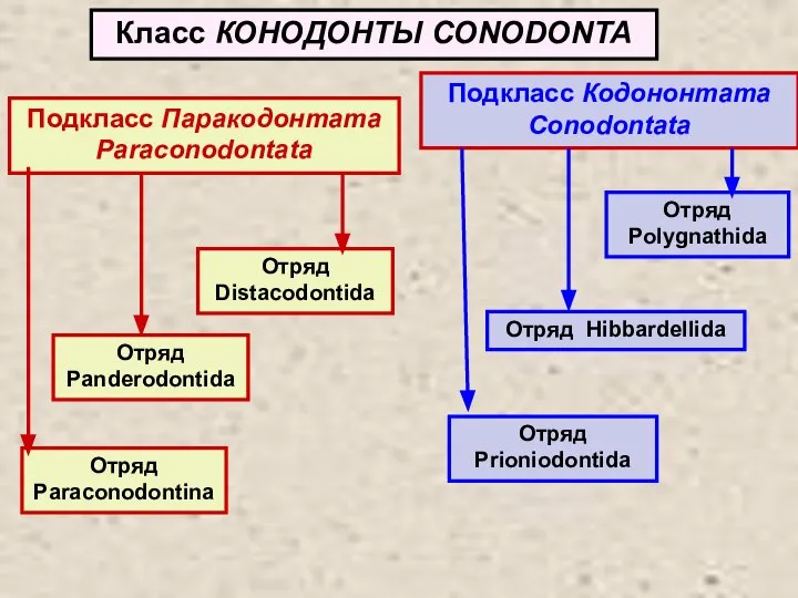 Класс КОНОДОНТЫ CONODONTA Подкласс Паракодонтата Paraconodontata Подкласс Кодононтата Conodontata Отряд Paraconodontina Отряд