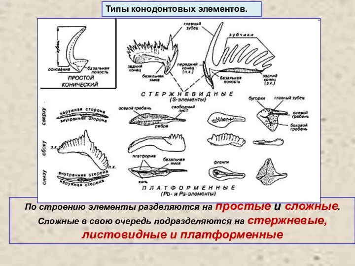 Типы конодонтовых элементов. По строению элементы разделяются на простые и сложные. Сложные