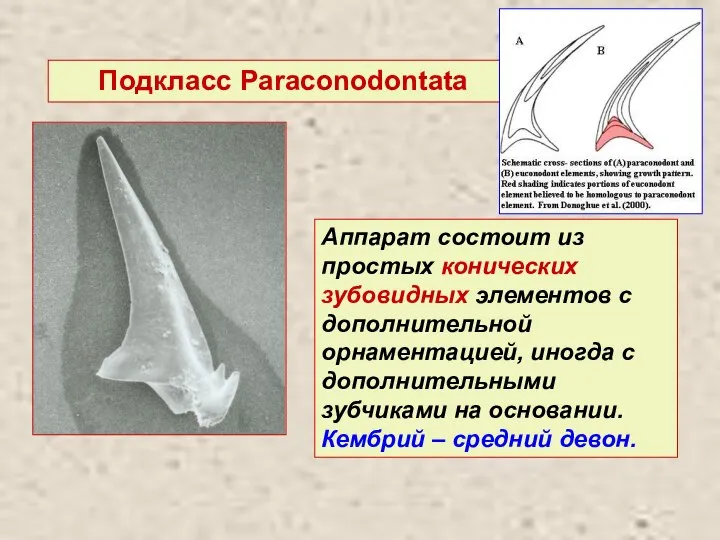 Подкласс Paraconodontata Аппарат состоит из простых конических зубовидных элементов с дополнительной орнаментацией,