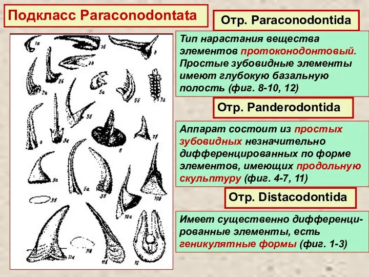 Подкласс Paraconodontata Отр. Paraconodontida Отр. Panderodontida Отр. Distacodontida Тип нарастания вещества элементов