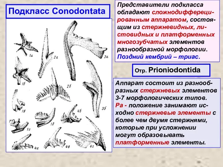 Подкласс Conodontata Представители подкласса обладают сложнодиффереци-рованным аппаратом, состоя-щим из стержневидных, ли-стовидных и