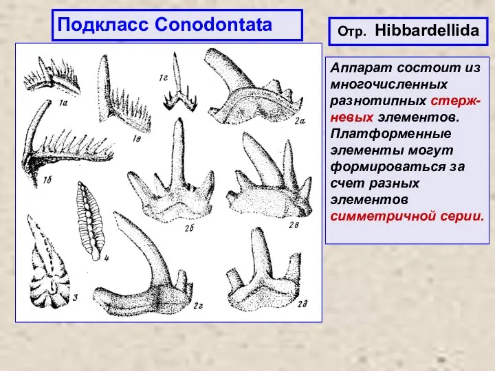 Подкласс Conodontata Отр. Hibbardellida Аппарат состоит из многочисленных разнотипных стерж-невых элементов. Платформенные