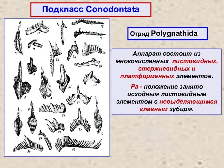 Подкласс Conodontata Аппарат состоит из многочисленных листовидных, стержневидных и платформенных элементов. Pa