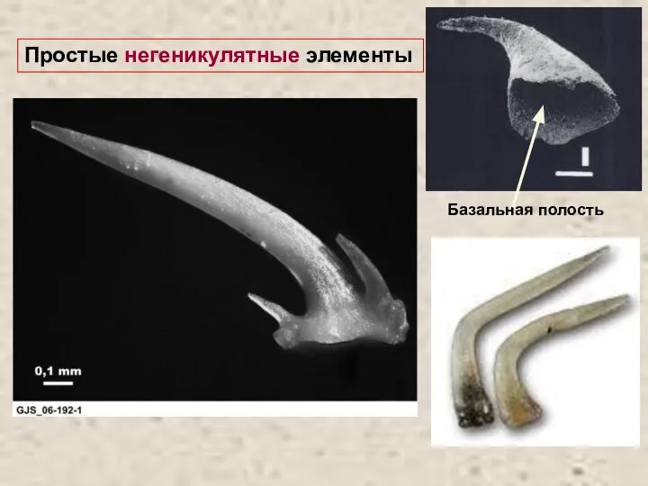 Простые негеникулятные элементы Базальная полость