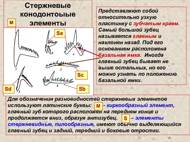 Стержневые конодонтоыые элементы Представляют собой относительно узкую пластинку с зубчатым краем. Самый