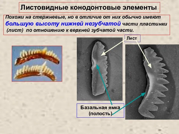 Листовидные конодонтовые элементы Похожи на стержневые, но в отличие от них обычно