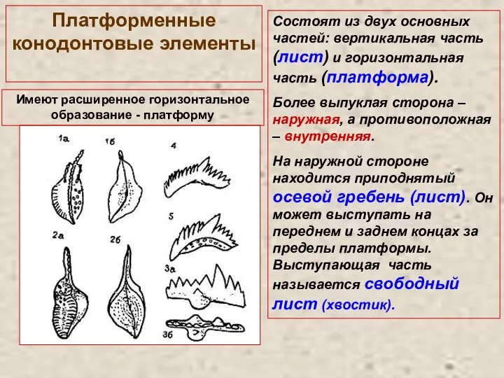 Платформенные конодонтовые элементы Состоят из двух основных частей: вертикальная часть (лист) и