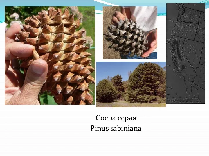 Сосна серая Pinus sabiniana