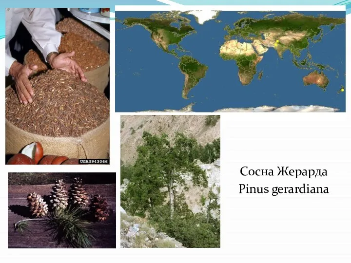 Сосна Жерарда Pinus gerardiana