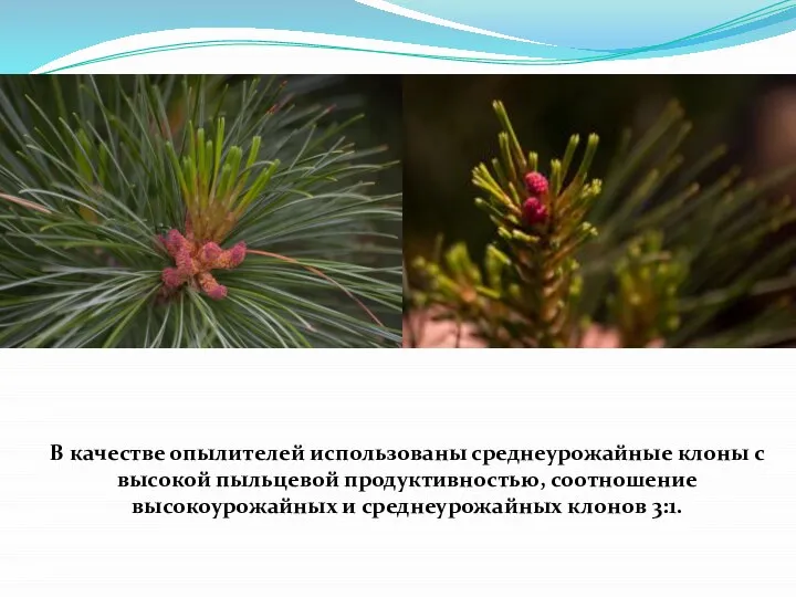 В качестве опылителей использованы среднеурожайные клоны с высокой пыльцевой продуктивностью, соотношение высокоурожайных и среднеурожайных клонов 3:1.