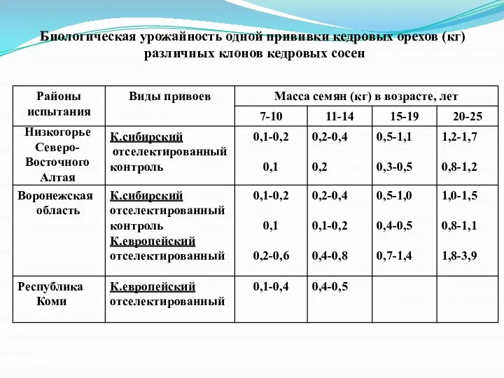 Биологическая урожайность одной прививки кедровых орехов (кг) различных клонов кедровых сосен Низкогорье Северо-Восточного Алтая