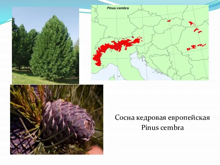 Сосна кедровая европейская Pinus cembra