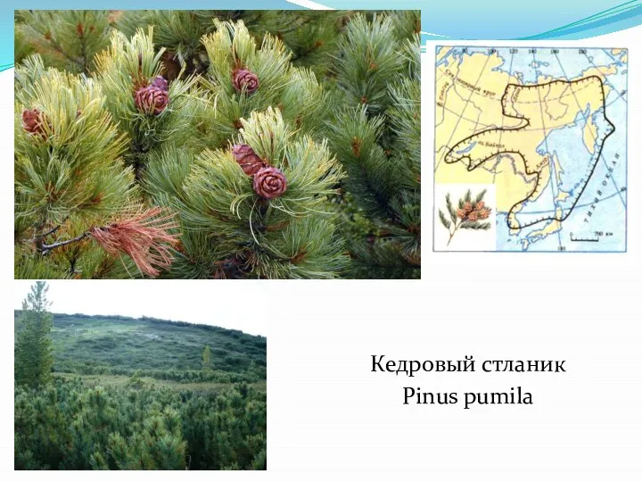 Кедровый стланик Pinus pumila