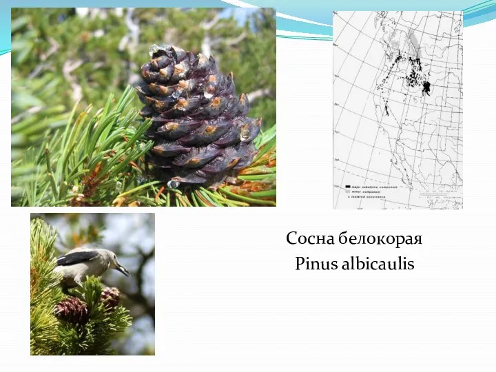 Сосна белокорая Pinus albicaulis