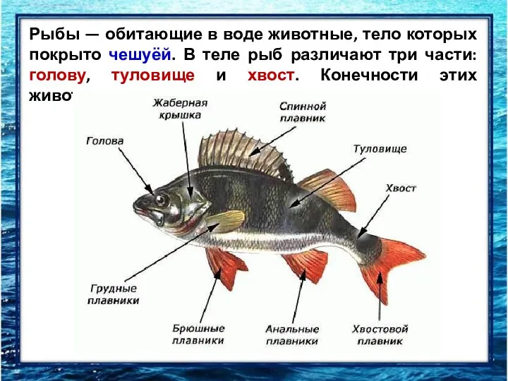 Рыбы — обитающие в воде животные, тело которых покрыто чешуёй. В теле