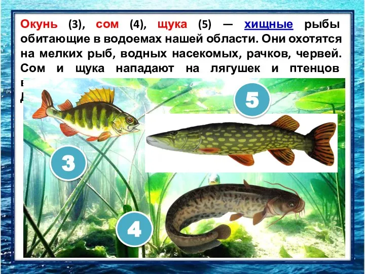 Окунь (3), сом (4), щука (5) — хищные рыбы обитающие в водоемах