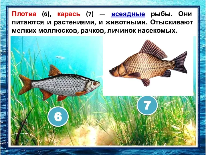 Плотва (6), карась (7) — всеядные рыбы. Они питаются и растениями, и