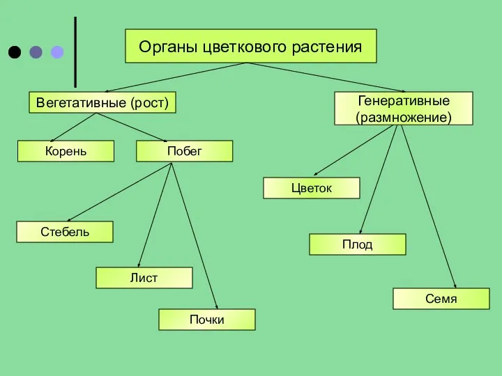 Органы цветкового растения Вегетативные (рост) Генеративные (размножение) Цветок Плод Семя Корень Побег Стебель Лист Почки Вегетативные