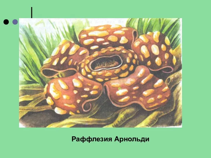 Раффлезия Арнольди