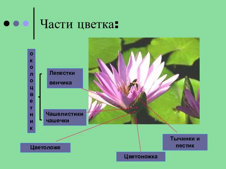 Части цветка: Лепестки венчика Тычинки и пестик Чашелистики чашечки околоцветник
