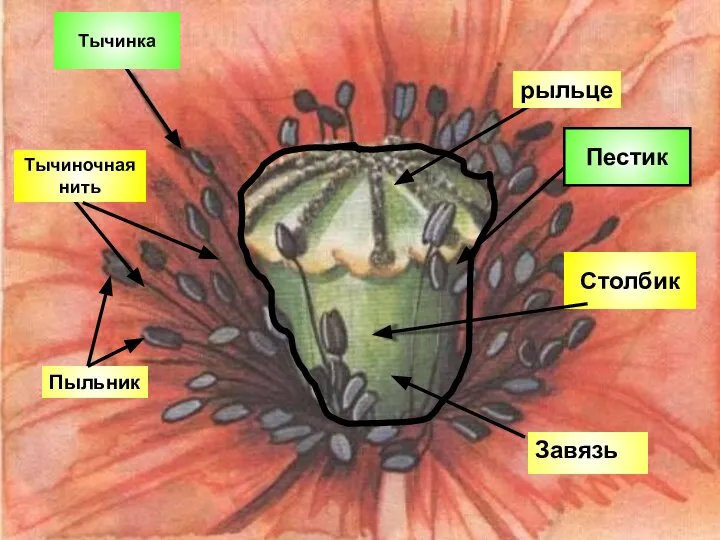 Пыльник Тычиночная нить рыльце Тычинка Столбик Завязь Пестик